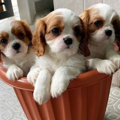 Cavalier King Charles Spaniel puppies for sale in Kota