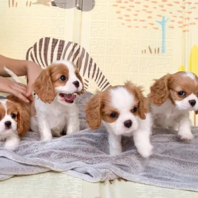 Cavalier King Charles Spaniel puppies for sale in Kota