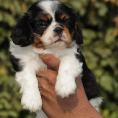 Cavalier King Charles Spaniel puppies for sale in Kota