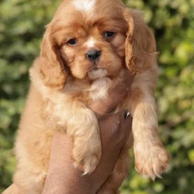 Cavalier King Charles Spaniel puppies for sale in Kota