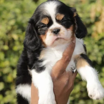 Cavalier King Charles Spaniel puppies for sale in Kota