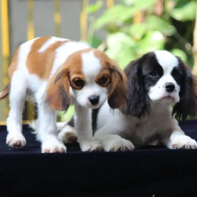 Cavalier King Charles Spaniel puppies for sale in Jodhpur