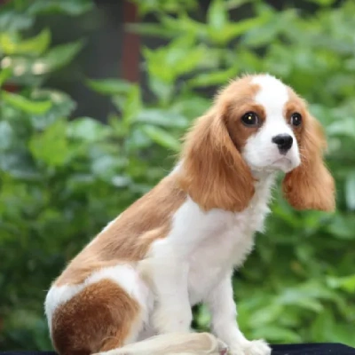 Cavalier King Charles Spaniel puppies for sale in Kota