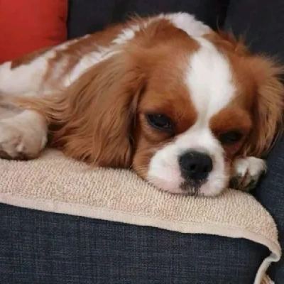 Cavalier King Charles Spaniel puppies for sale in Kota