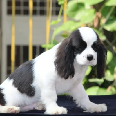 Cavalier King Charles Spaniel puppies for sale in Bikaner