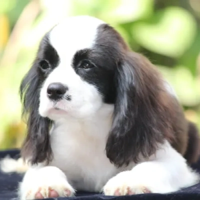 Cavalier King Charles Spaniel puppies for sale in Kota