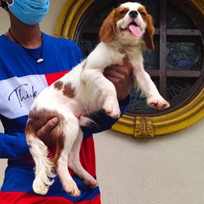 Cavalier King Charles Spaniel puppies for sale in Kota