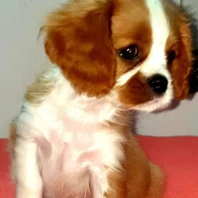 Cavalier King Charles Spaniel puppies for sale in Kota