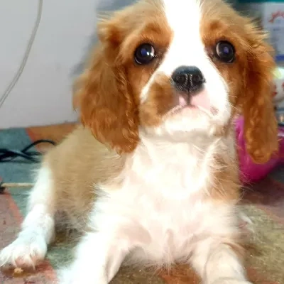 Cavalier King Charles Spaniel puppies for sale in Kota