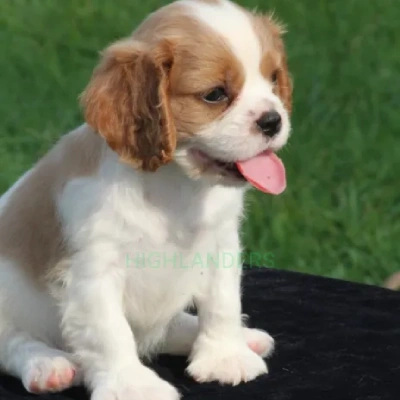 Cavalier King Charles Spaniel puppies for sale in Kota