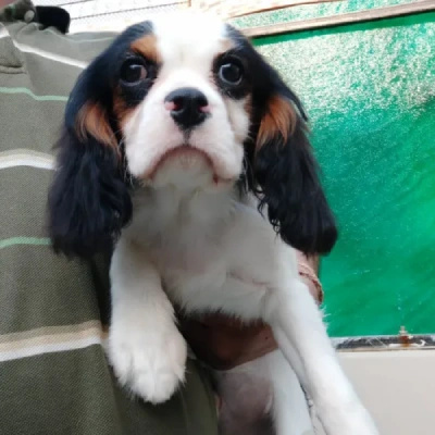 Cavalier King Charles Spaniel puppies for sale in Kota