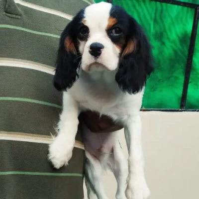 Cavalier King Charles Spaniel puppies for sale in Kota