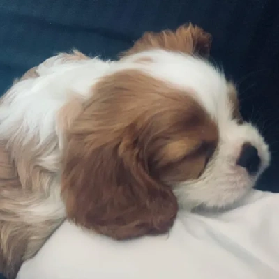 Cavalier King Charles Spaniel puppies for sale in Ajmer