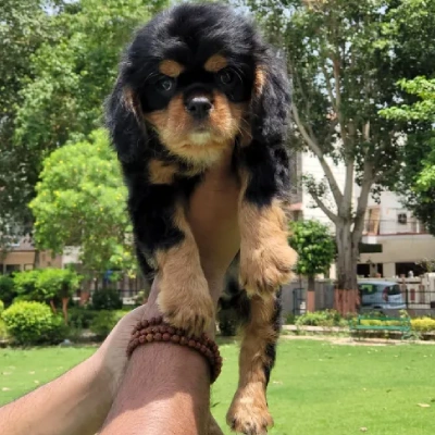 Cavalier King Charles Spaniel puppies for sale in Kota