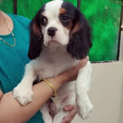 Cavalier King Charles Spaniel puppies for sale in Kota