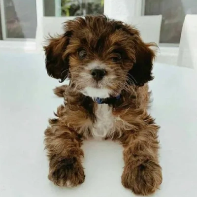 Cavapoo puppies for sale in Bikaner