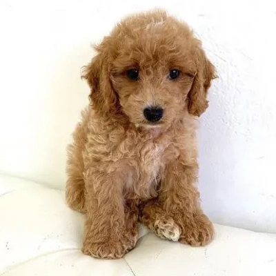 Cavapoo puppies for sale in Vijayawada