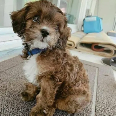 Cavapoo puppies for sale in Bikaner