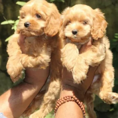 Cavapoo puppies for sale in Vijayawada