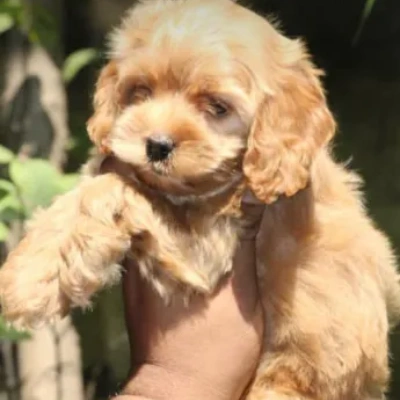 Cavapoo puppies for sale in Vijayawada