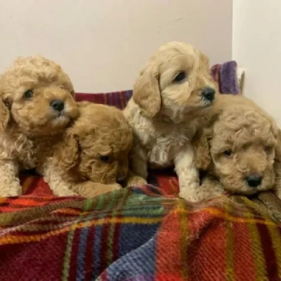 Cavapoo puppies for sale in Vijayawada