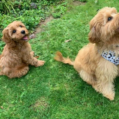 Cavapoo puppies for sale in Bikaner