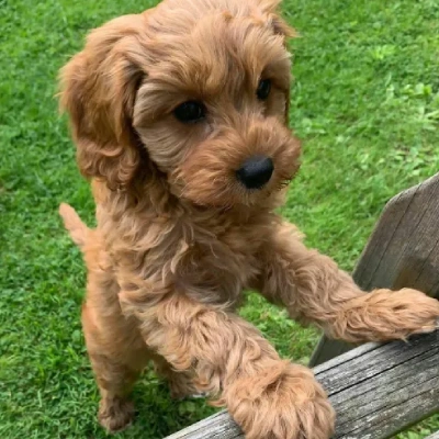 Cavapoo puppies for sale in Vijayawada