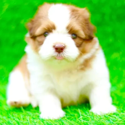 Cavapoo puppies for sale in Vijayawada