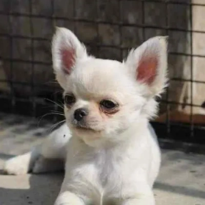 Chihuahua puppies for sale in Vijayawada