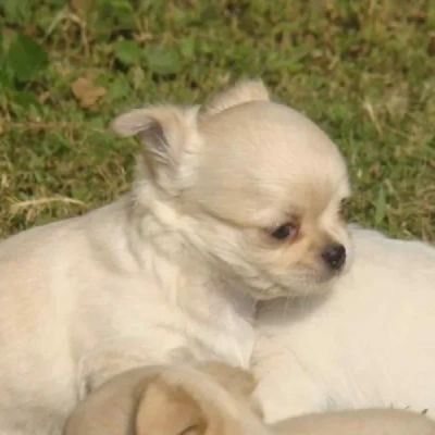 Chihuahua puppies for sale in Bikaner