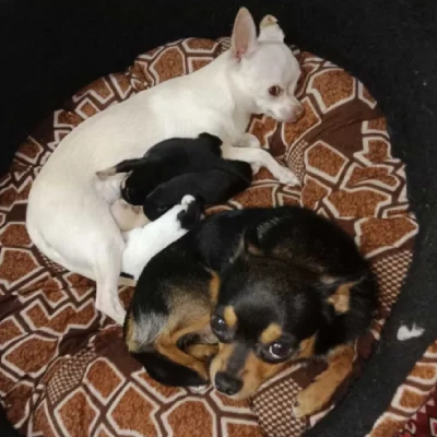 Chihuahua puppies for sale in Bikaner