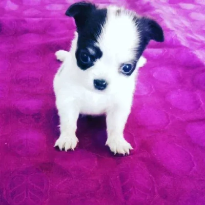 Chihuahua puppies for sale in Jodhpur