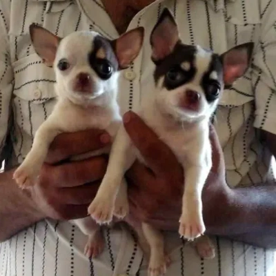 Chihuahua puppies for sale in Bikaner