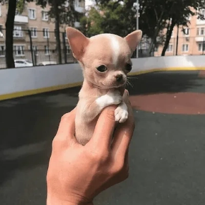 Chihuahua puppies for sale in Bikaner