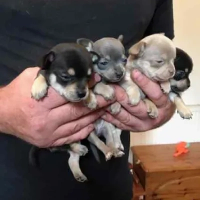 Chihuahua puppies for sale in Vijayawada