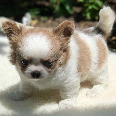 Chihuahua puppies for sale in Bikaner