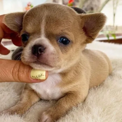 Chihuahua puppies for sale in Jodhpur