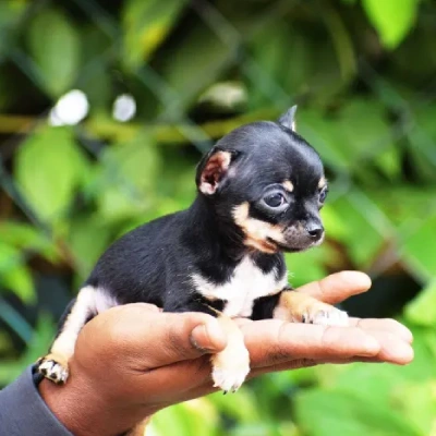 Chihuahua puppies for sale in Bikaner