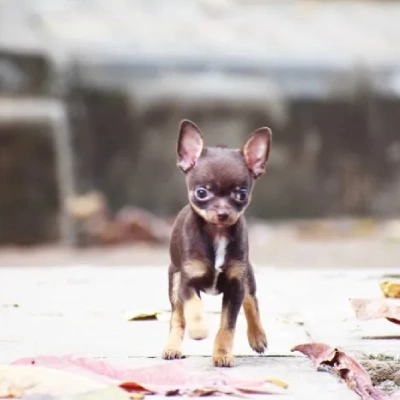 Chihuahua puppies for sale in Vijayawada