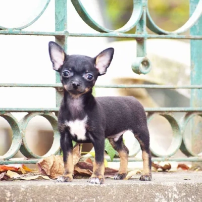 Chihuahua puppies for sale in Bikaner