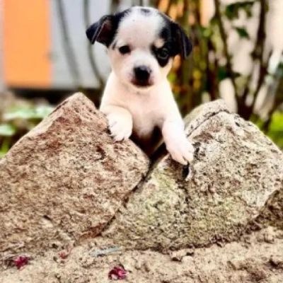 Chihuahua puppies for sale in Bikaner