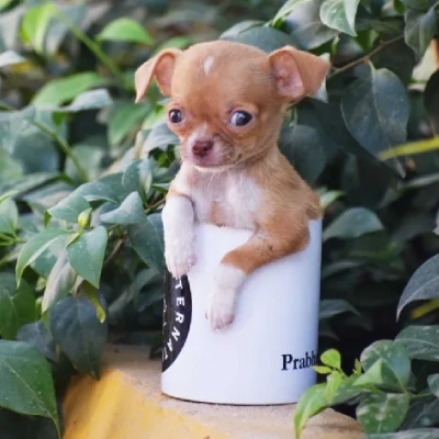 Chihuahua puppies for sale in Ajmer