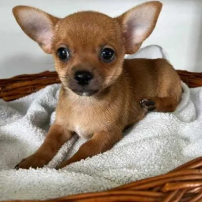 Chihuahua puppies for sale in Ajmer