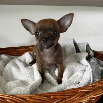 Chihuahua puppies for sale in Bikaner