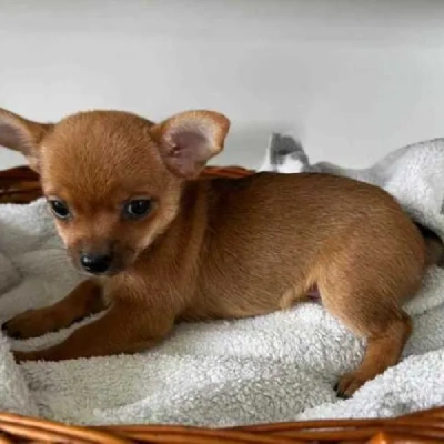 Chihuahua puppies for sale in Vijayawada