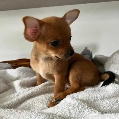 Chihuahua puppies for sale in Ajmer