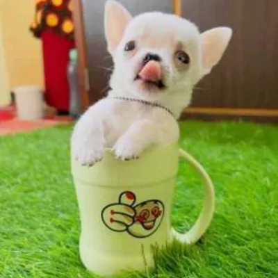 Chihuahua puppies for sale in Vijayawada