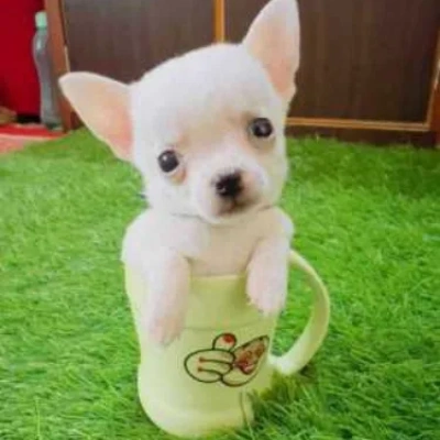 Chihuahua puppies for sale in Vijayawada