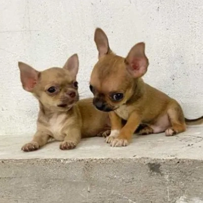 Chihuahua puppies for sale in Ajmer