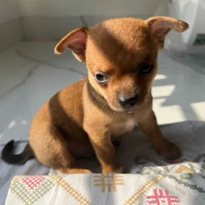 Chihuahua puppies for sale in Vijayawada